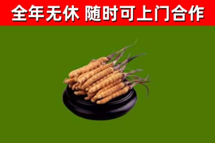 鸡东烟酒回收冬虫夏草.jpg