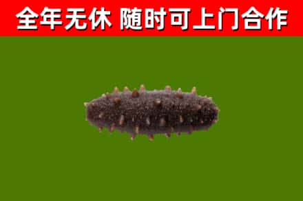 鸡东烟酒回收干海参.jpg